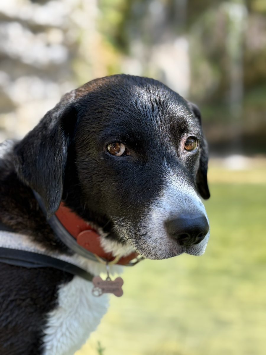 Ralph, il nostro cane